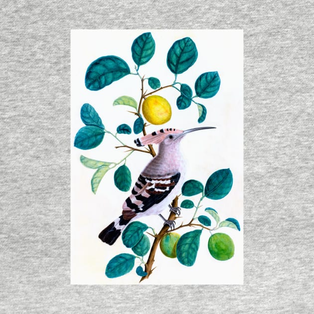 Hoopoe Bird On Lemon Tree 1800 India by rocketshipretro